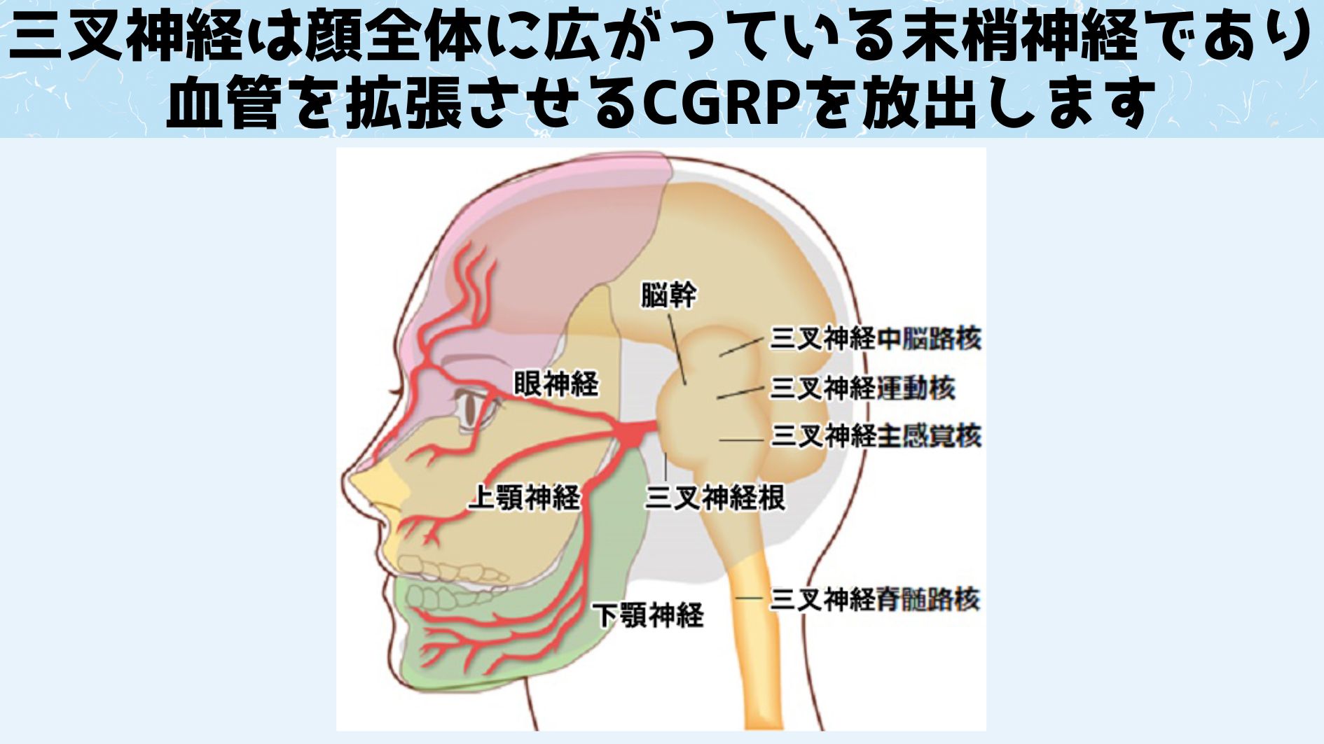 三叉神経が片頭痛の原因であるとわかったことで、治療薬の開発が加速しました