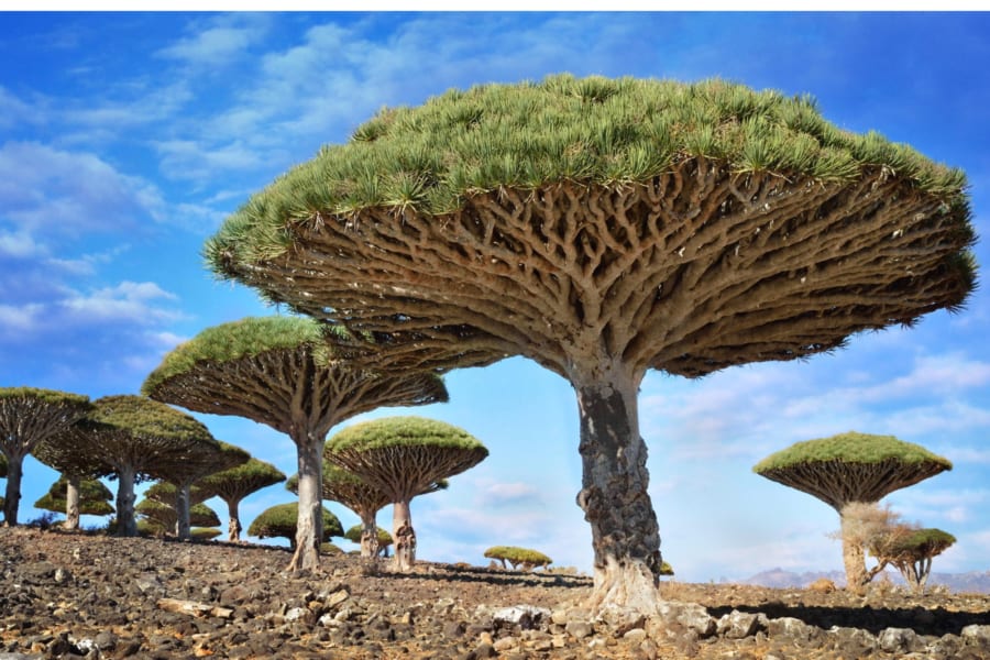 ドラセナ ドラコ（流通名 竜血樹）8号 4Y番 楽天市場】ドラセナ