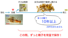 死ぬまで精子を体内で保存できる