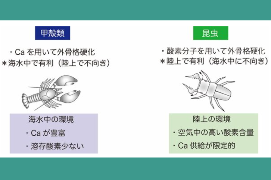 昆虫学の大問題「なぜ昆虫は海に進出しないのか？」に有力な新説が登場！