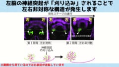 左脳の特定の神経突起が切り取られることで左右非対称性が顕現します