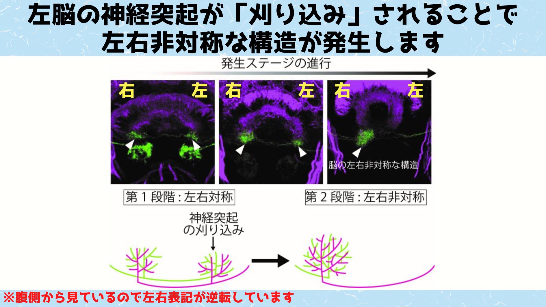 左脳の特定の神経突起が切り取られることで左右非対称性が顕現します