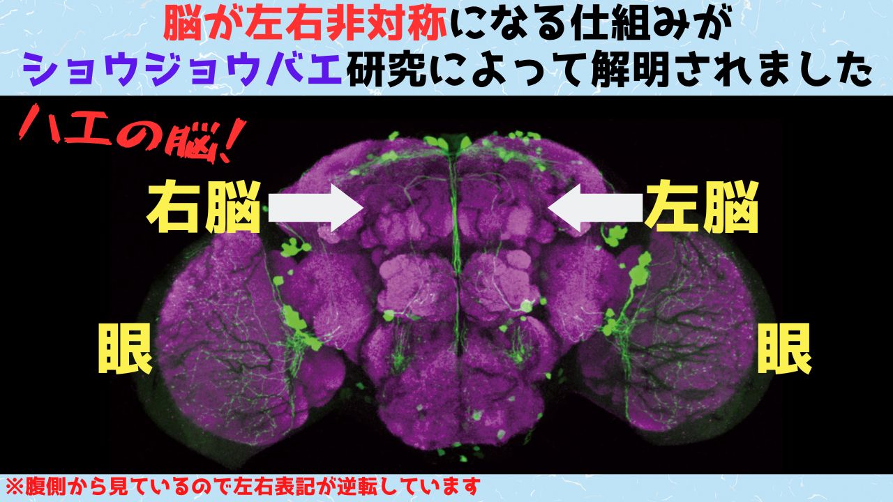 脳が左右非対称になる仕組みが大阪大学の研究によって解明！