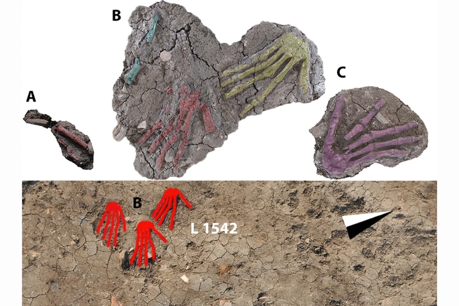 石板記録しかなかった古代エジプトの「手の切断儀式」の物的証拠を発見