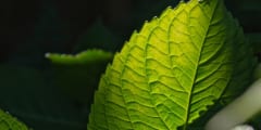 生物はいかに「植物化」したか？葉緑体を盗む藻類からその秘密を解明するする