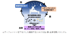 睡眠不足が腸内フローラのバランスを破綻させるプロセス