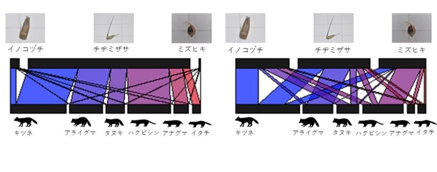 中型哺乳類6種に付着した種子の量（左が10月、右が12月）。黒い箱の幅は付着した種子の相対的な量を表す。