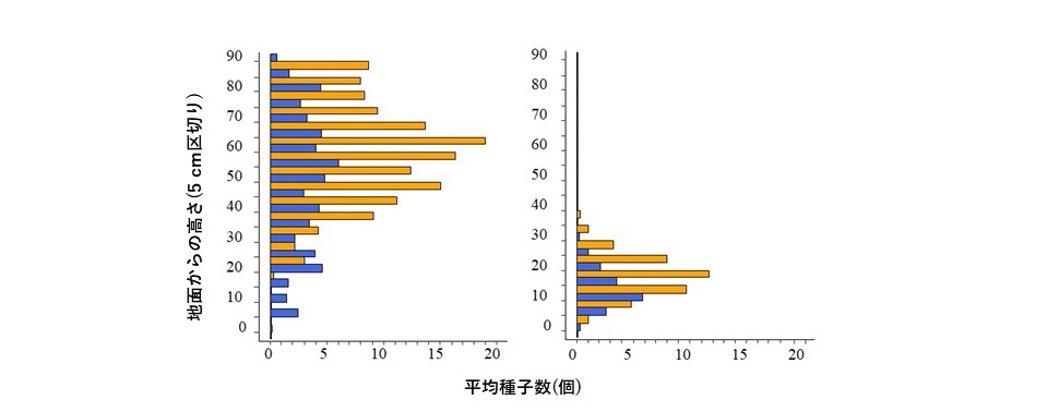 植物体の種子の結実している地面からの高さの分布 (左からイノコヅチ、チヂミザサ)。（オレンジ）10月の生育している状態、（青）12月の枯死している状態。