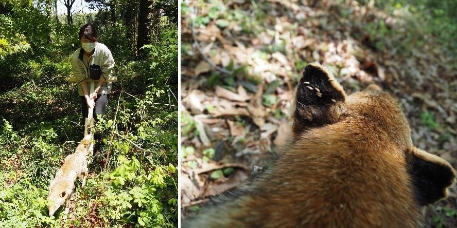 動物のはく製模型を用いて「ひっつき虫」の量を調査