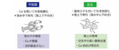 海と陸では「外骨格のレシピ」が異なる