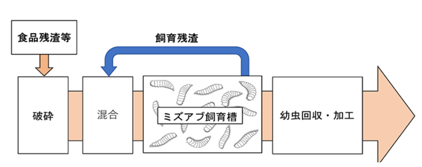 ミズアブによる食品廃棄物の再資源化システムのイメージ