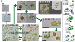 ラパザが葉緑体を盗んでから死滅するまでの時系列