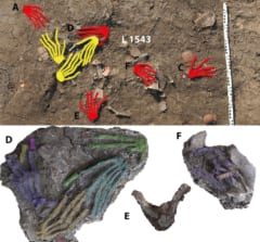 遺跡で発見された手