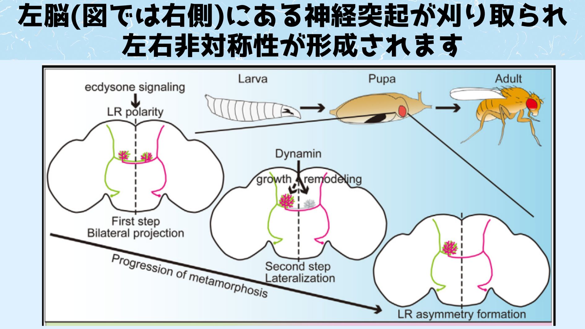 観察が行われたのは蛹（さなぎ）の段階にある脳となっています