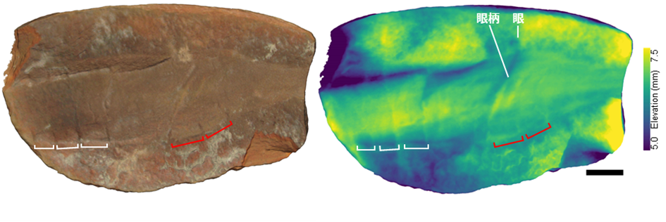 タリーモンスターの頭部の分節構造（右は化石表面の起伏を色で示した図）