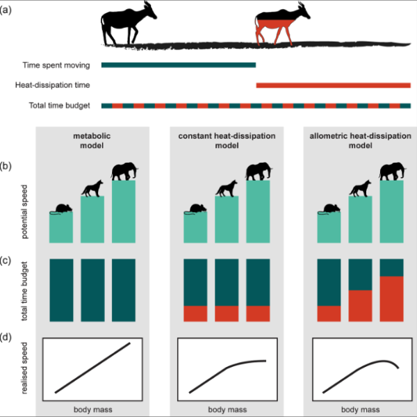 大型動物ほど放熱に時間がかかるため普段歩きが遅くなっていた（緑：移動、赤：放熱）