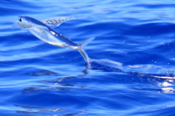 魚なのに、なぜ水から出ちゃうの!?飛ぶ魚「トビウオ」の秘密