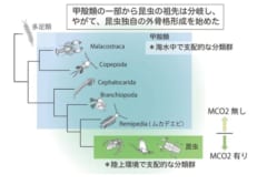 「なぜ昆虫は海にいないのか？」科学的な理由をわかりやすく解説！の画像 4/5