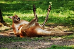 おじさんのようなカンガルーも「かわいい」と言われがち