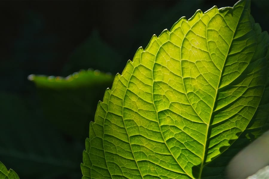 生物はどうやって「植物へ進化」したのか？葉緑体を盗み植物化する生物「ラパザ」