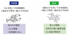 昆虫学の大問題「なぜ昆虫は海に進出しないのか」に新説が登場！