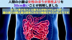 意外な発見！「女性は男性より30cm長い小腸を持っていると判明！」