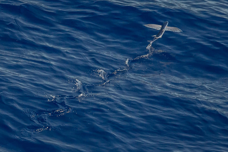 海面を飛ぶトビウオ