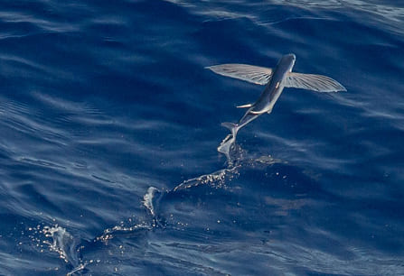 海面を飛ぶトビウオ