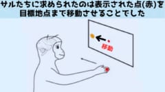 サルたちは課題に成功すると砂糖水をもらえました