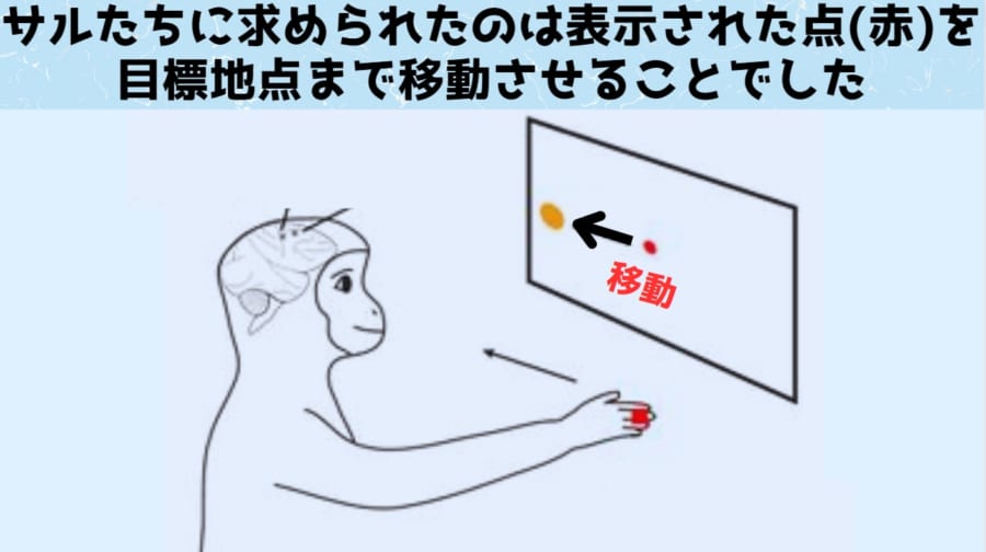 サルたちは課題に成功すると砂糖水をもらえました