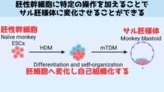 胚性幹細胞を胚様体に変化させるレシピが確立された。レシピ通りの操作をすれば誰でも幹細胞から疑似的な胚を作ることができる