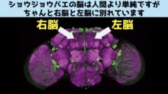 ショウジョウバエも左右に別れた脳を持つ