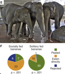 グラフ左が群れでの食事、右が一人での食事（緑：皮むき、黄：丸呑み、青：拒絶）