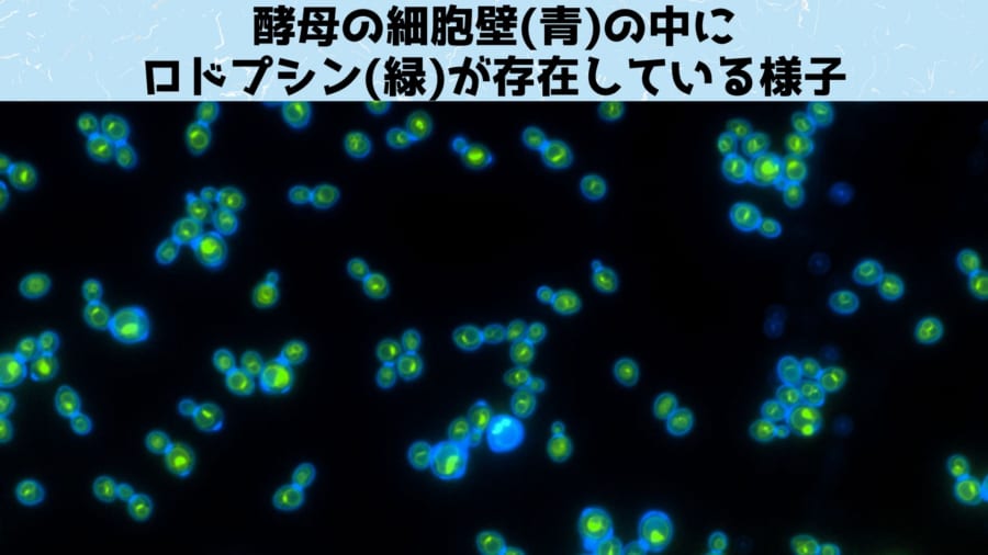 イースト菌を「光合成」できるように改造することに成功！