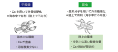 「なぜ昆虫は海にいないのか？」科学的な理由をわかりやすく解説！の画像 5/5