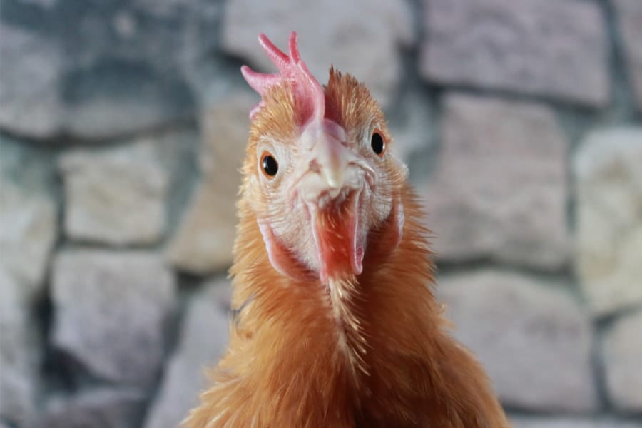 日本最古のニワトリの雛を発見！ニワトリ飼育は弥生時代に始まった？