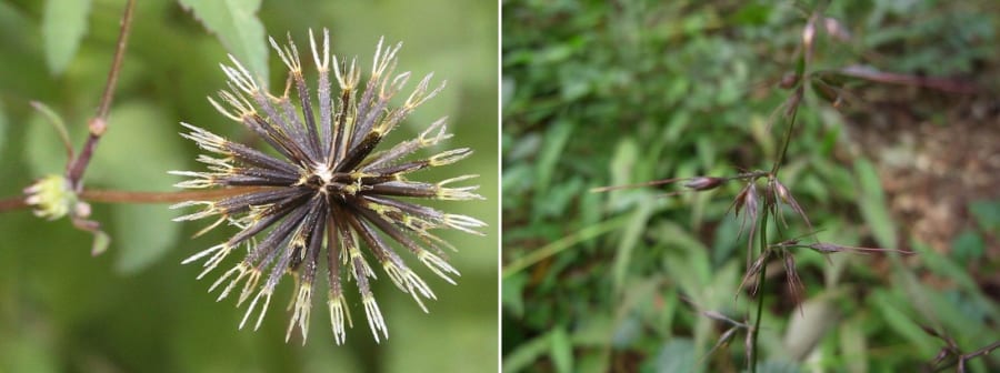 有名なひっつき虫たち。（左）コセンダングサ、（右）チヂミザサ