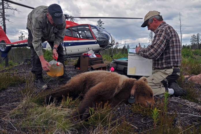 冬眠中のクマがエコノミー症候群にならない理由を解明！