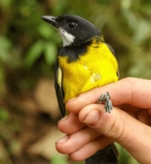 毒鳥と判明した「リージェント・ホイッスラー（Pachycephala schlegelii）」