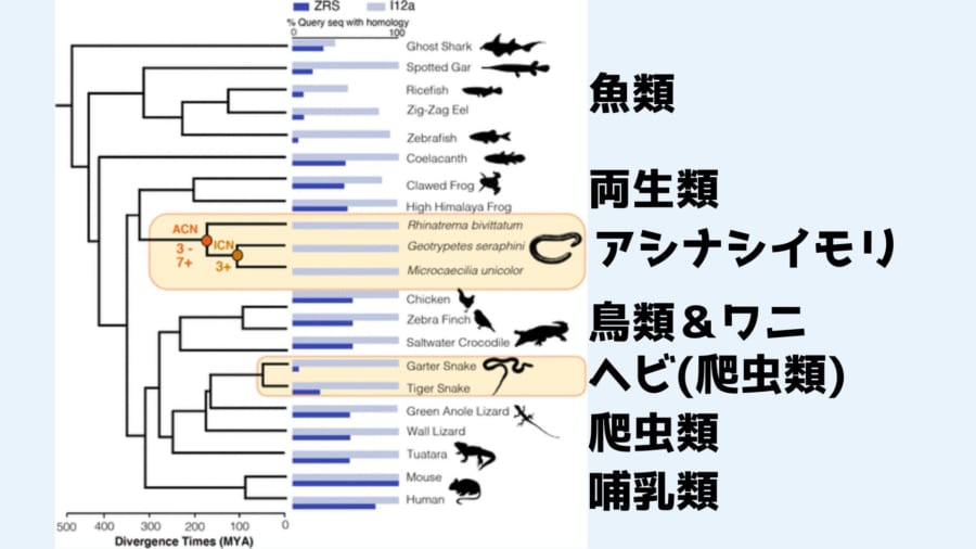 さまざまな種の関係を示した系統樹。青いバーはZRSエンハンサーの保持率を示したもの。ヘビですら僅かにZRSのバーが残っているのにアシナシイモリでは完全になくなっているのがわかります。また余談ながらシーラカンスが魚類より両生類に近かったりワニと鳥類が近縁にいるのは面白い点と言えるでしょう