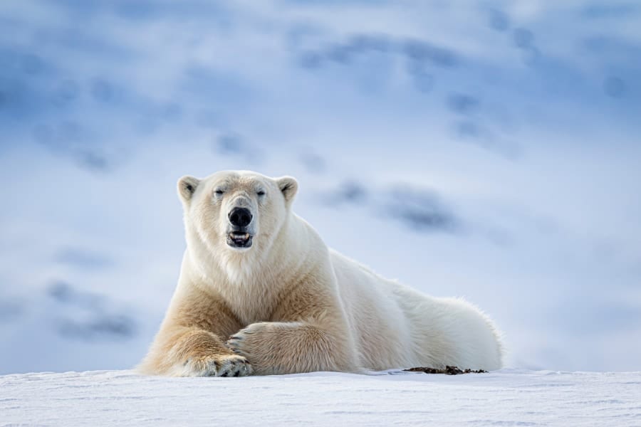 シロクマは熱を維持するために大型化している