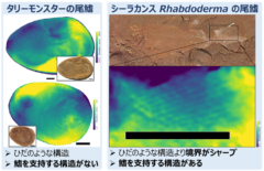 タリーモンスターにはヒレを支持する構造がない