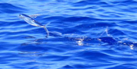 水面へ飛び出るトビウオ