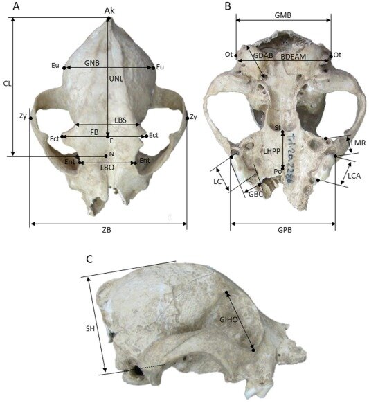 発見されたイヌの頭蓋骨