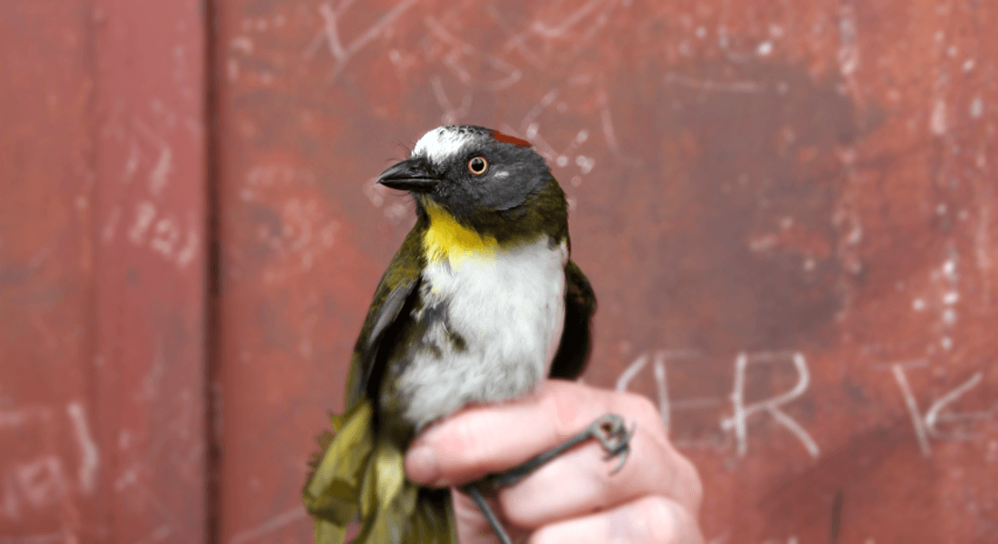 アカエリモズヒタキ（Aleadryas rufinucha）