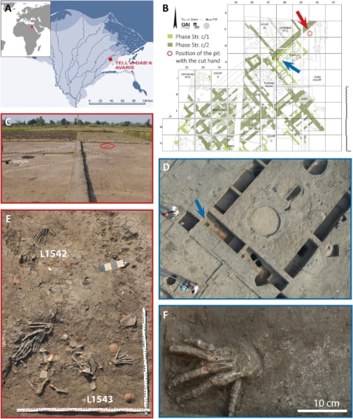 ナイル川デルタ東部の古代都市アヴァリスの遺跡で発見