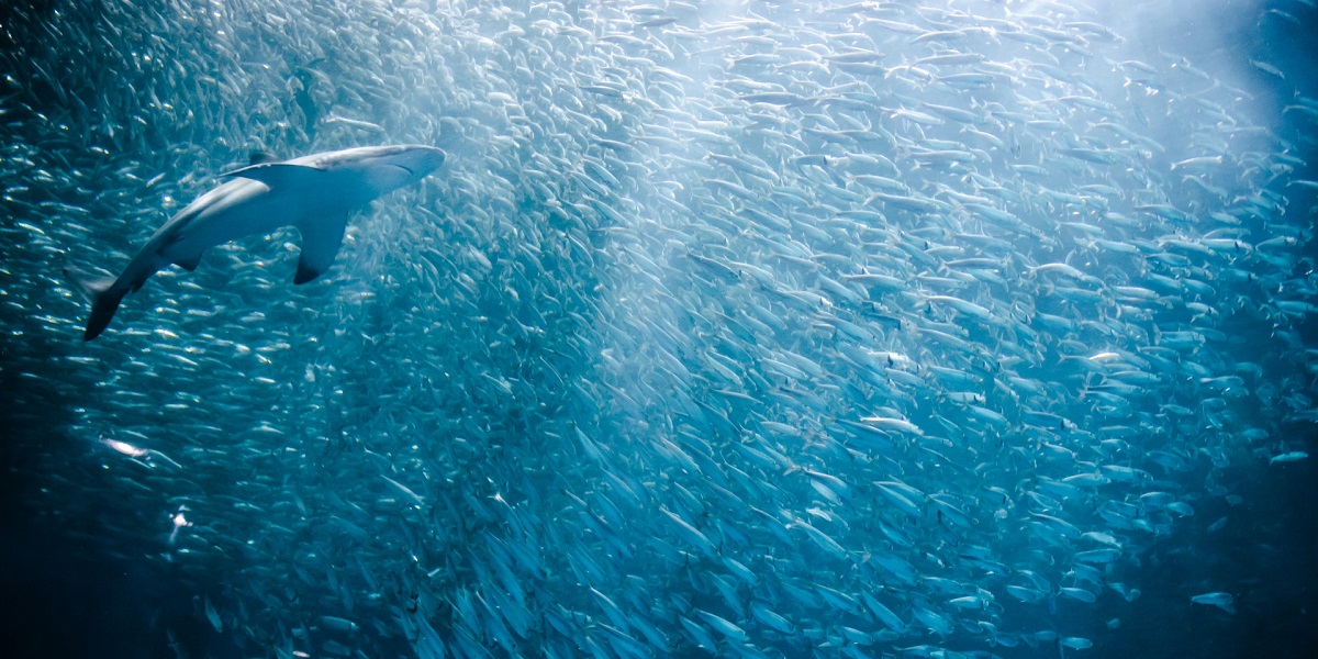 逃げ惑う魚の群れ