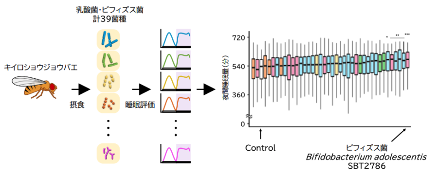 ビフィズス菌株SBT2786に高い睡眠促進作用を発見