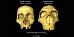 ネアンデルタール人の遺伝子を多く持つ人は「鼻が高く」なっていた！