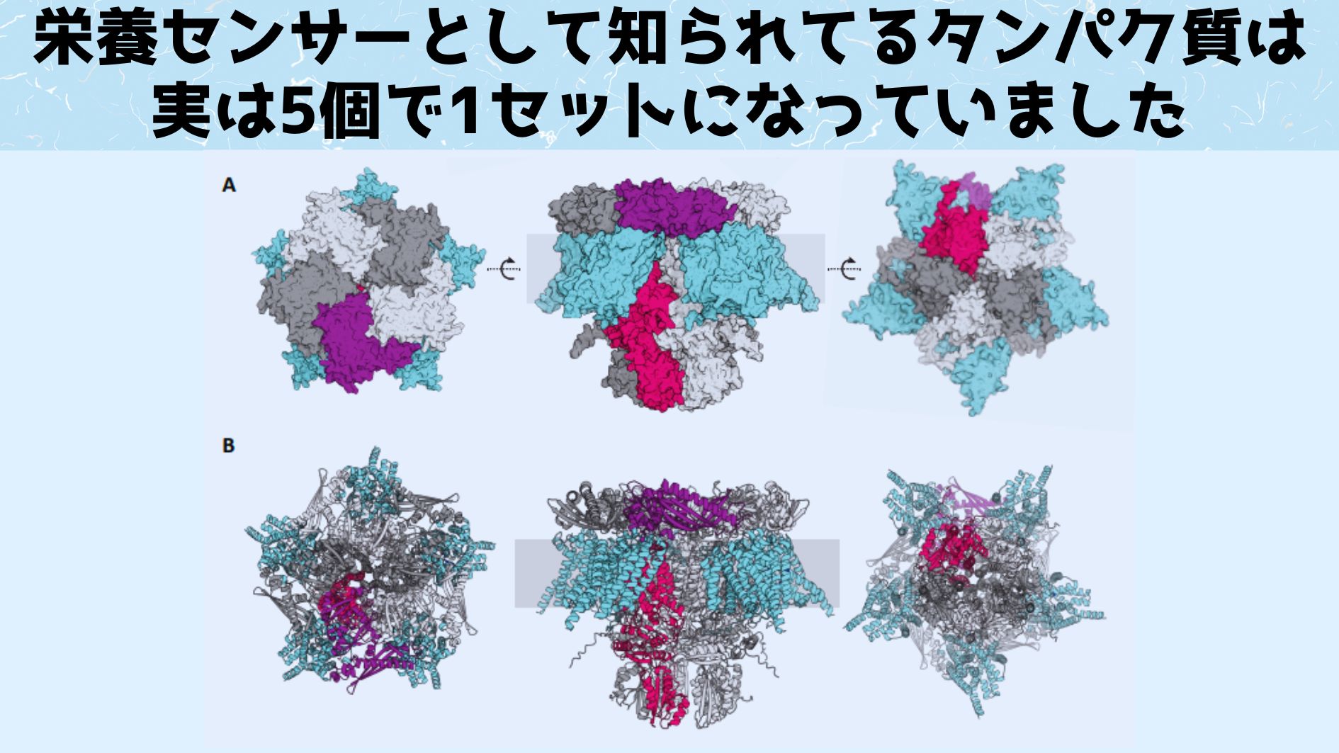 何万年も休眠中だったバクテリアが「復活」する仕組みがついに解明！